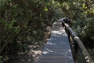 Ahşap köprü patika kalın bush büyüme içine giden sahil tarafından