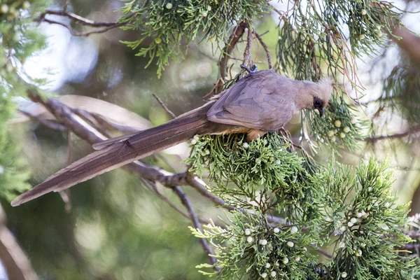 Mousebird Comiendo Árbol —  Fotos de Stock