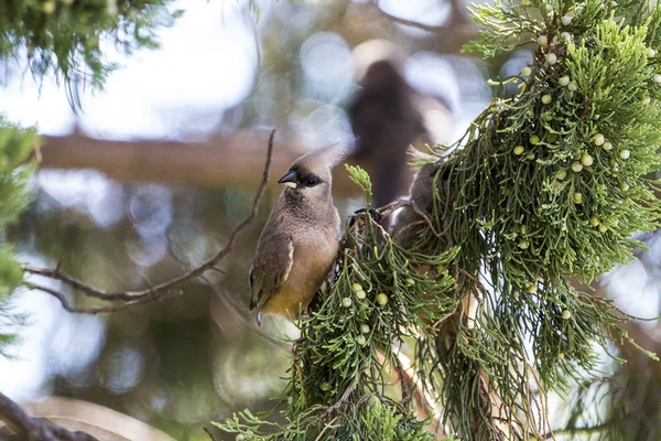 Mousebird Jedzenie Drzewo — Zdjęcie stockowe