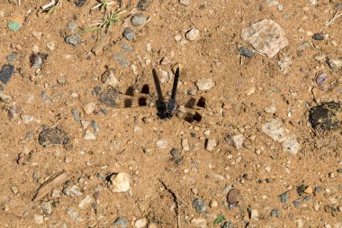 Yusufçuk kum üzerinde 3