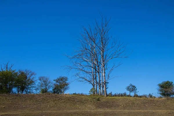 Avlövade träd mot blå himmel — Stockfoto