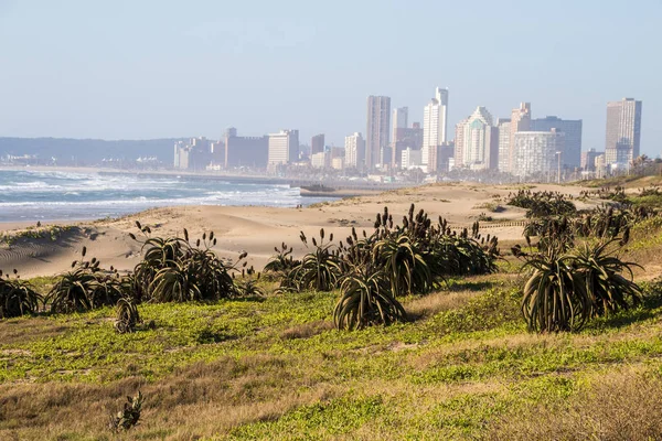 Les aloès font partie de la réhabilitation des dunes — Photo