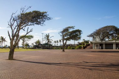Durban 'ın Amfitiyatrosunda Rüzgar Ağaçları