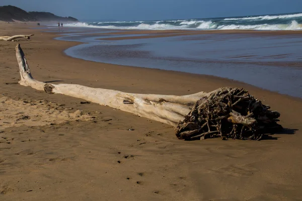Árvores lavadas como troncos na costa da praia — Fotografia de Stock