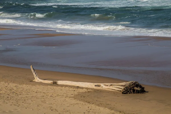 Large Old Tree Washed up with Tide on Beach — Stock Photo, Image