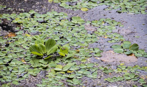 Водные растения, плавающие на воде — стоковое фото