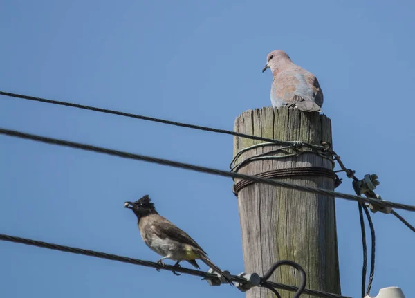 Ptáci usazeni na telefonní tyči a elektrický drát — Stock fotografie