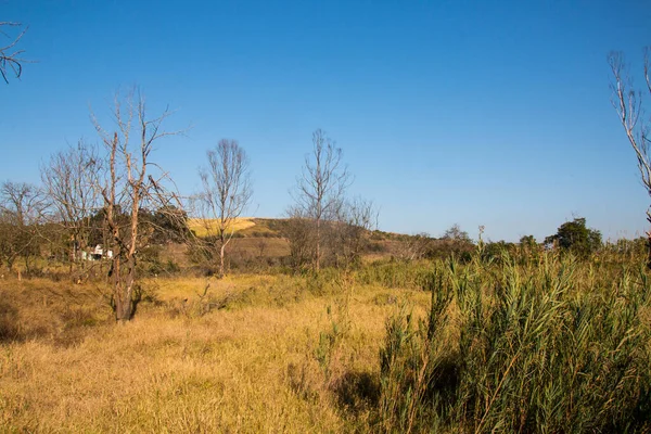 Natural African Winter Bush Dry Leafless Trees — Stock Photo, Image