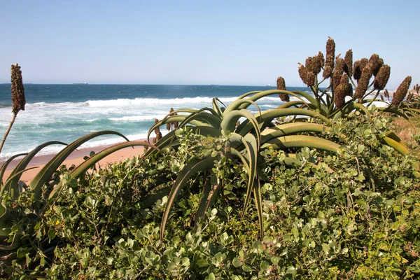 Gros Plan Aloès Végétation Poussant Sur Les Dunes Rivage — Photo