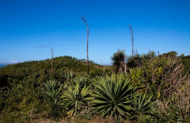 Rehabilite edilmiş kum tepeciklerinde doğal bitkilerle büyüyen sisal bitkiler.