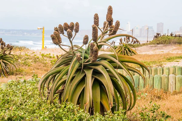 Durban Sahilindeki Rehabilitasyonun Bir Parçası Olarak Kum Tepelerinde Adalar Büyüyor — Stok fotoğraf