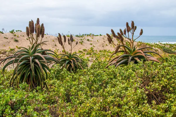 Aloes Rostoucí Dunách Jako Součást Rehabilitace Durbanské Pláži — Stock fotografie