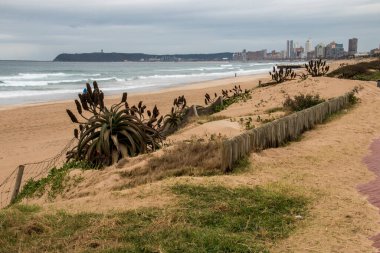Durban plajında kum tepeleri ve çim geçidi arasındaki tahta çit direkleri