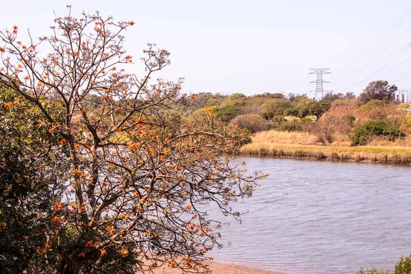 Träd Och Naturlig Vegetation Växer Flodstranden — Stockfoto