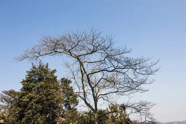 葉の木でSinhouetteに対して深い青空 — ストック写真
