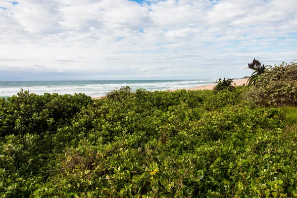 Végétation Côtière Dense Vert Foncé Sur Les Dunes Sable Plage — Photo