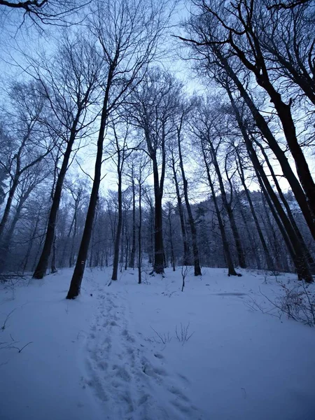 Pays Des Merveilles Hivernales Avec Des Arbres Hivernaux Enneigés Scène — Photo