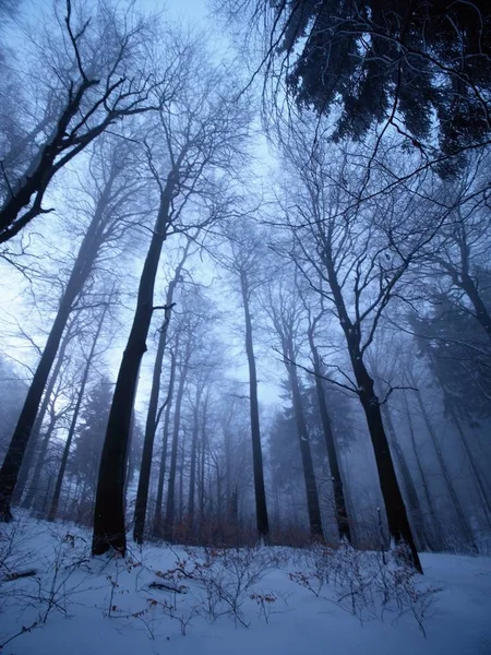 Invierno Pintoresco Caminata Montañas Con Niebla Nevadas Clima Peligroso — Foto de Stock