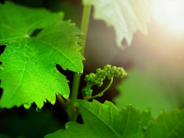 Genç ile üzüm asma yaprakları ve üzüm asma üzüm bağı içinde çiçek tomurcukları. Bahar tomurcukları çimlenme. Vitis vinifera üzüm asma filiz.
