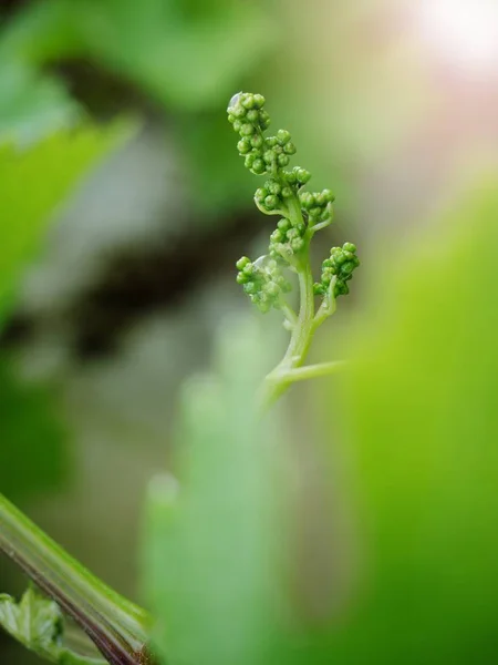 Vitigno Foglie Giovani Boccioli Che Sbocciano Una Vite Vigna Germogliano — Foto Stock