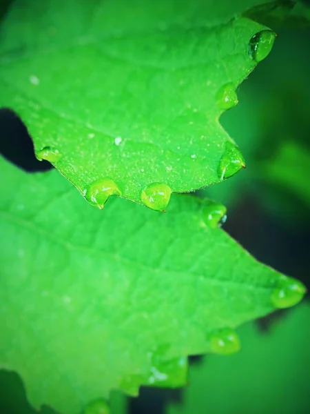 Grape leaf with dew drops.Vine leaf, water drop.   Beautiful drops of rain water on a green leaf. Drops of dew in the morning glow in the sun.