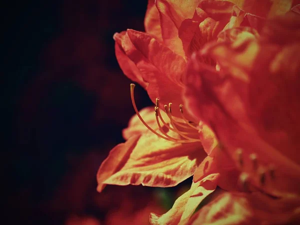 Röda Blommor Som Blommar Trädgården Våren Blommande Röd Lila Azalea — Stockfoto