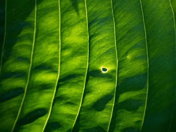 Контур Листа Хозяина Пышная Листва Тёмно Зелёные Листья Растения Хоста — стоковое фото