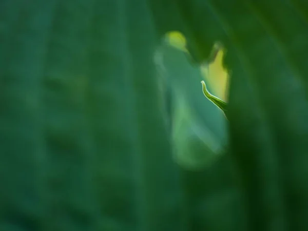 Blattkontur Des Wirtsplans Üppiges Laub Dunkelgrüne Blätter Einer Pflanze Die — Stockfoto