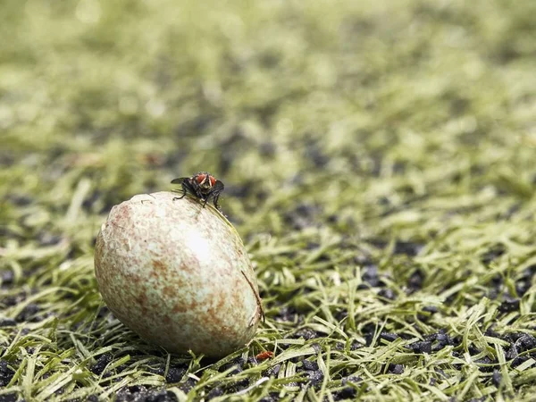 Svart Hus Fly Hittade Knäckt Tom Bird Skal Fågeln Äggskal — Stockfoto