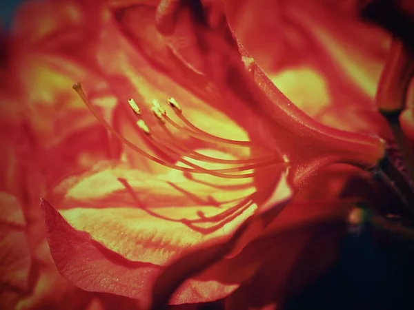 Orange Röd Rhododendron Blossom Grunt Dof Fokusera Främre Blossom Fantastiska — Stockfoto