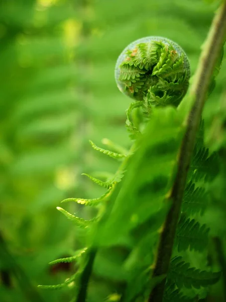 Young Curly Leaf Fern Growing Fallen Leaves Macro Selective Focus — Stock Photo, Image