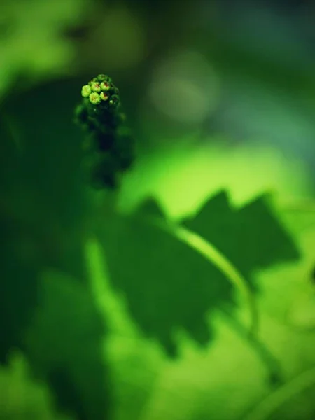 Young Grape Leaves Checking Growth Young Wine Grapes Nature — Stock Photo, Image