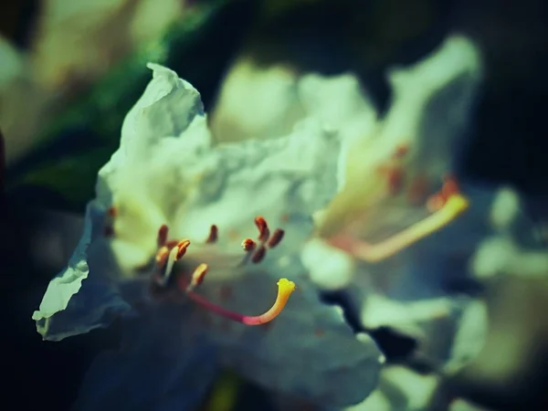 Detalj Vit Azalea Blomma Blomma Fin Blomning Azalea Snövita Knoppar — Stockfoto