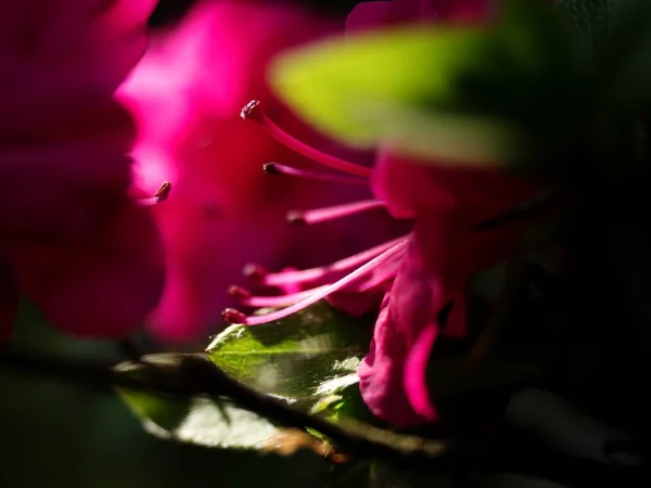 Blommande Azalea Blommor Med Delikat Röd Lila Buskar Vackra Blommande — Stockfoto