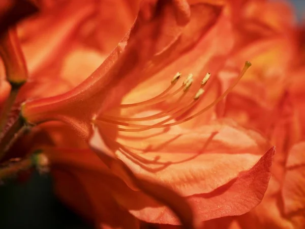 春の庭に咲く赤い花 庭の赤紫のツツジの花が咲いてください オレンジ色の赤いシャクナゲの花 焦点の深い浅い — ストック写真