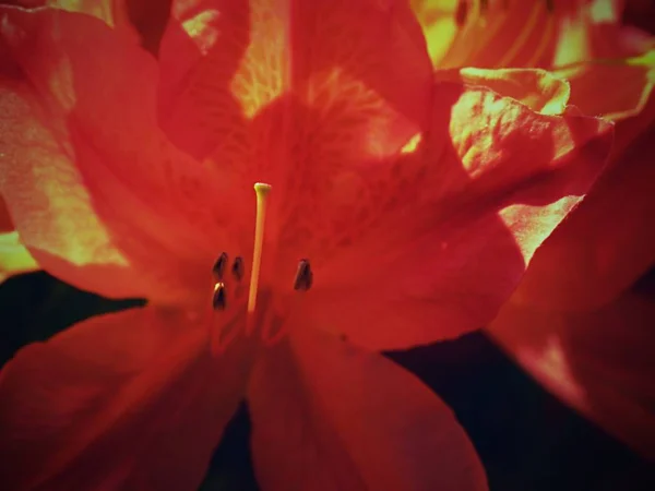 Kvetoucí Azalky Květy Jemné Červené Fialové Keře Kvetoucí Azalky Pěstování — Stock fotografie