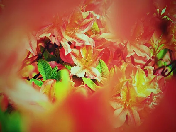Detaljerade Röd Azalea Blommor Park Populära Krukväxter Favorit Perenn Våren — Stockfoto