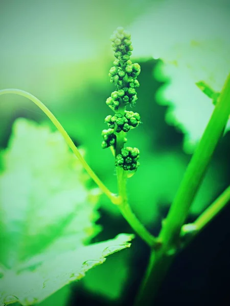 Young Green Grape Vine Branch Spring Detailed Young Grape Vine — Stock Photo, Image