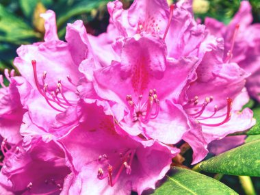 Ormangülü Indicum Azalea Bonsai ağacı ekici bahçesinde. Stilize küçük ağaç bloosom. 