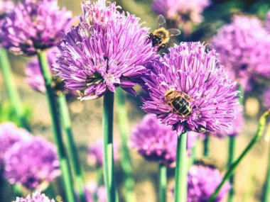 Arılar ile bıçaklamak soğan çiçek. Pembe çiçek çiçeklenme ile Bahçe arka plan bulanık. Yaz ortalarında bahçede frenk soğanı (Allium schoenoprasum) çiçek