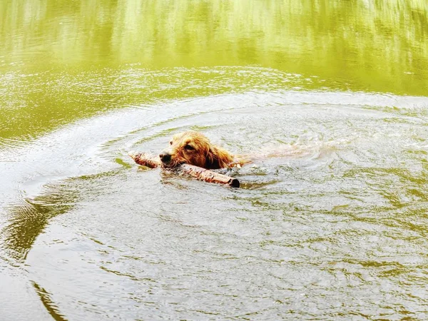 Altın Geri Almak Köpek Gölde Yüzüyor Köpek Şube Ile Oynuyor — Stok fotoğraf