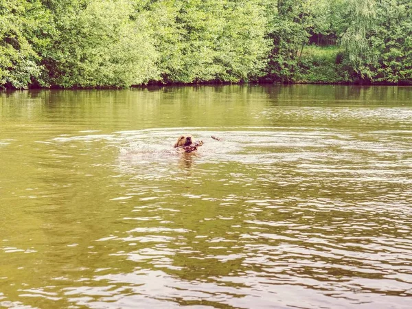 Jeune Récupérateur Nager Dans Étang Campagne Chien Heureux Nageant Avec — Photo