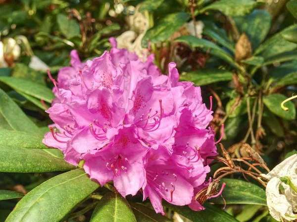 Härlig Azalea Rosa Blomma Säng Trädgård Blommande Gren Rhododendron Våren — Stockfoto