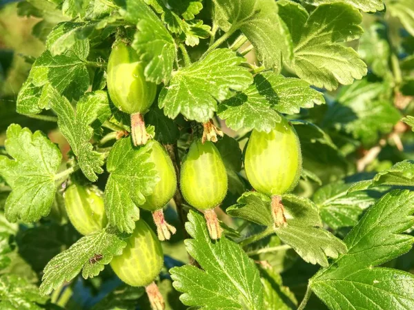Bush Green Gooseberry Unripe Berries Sour Green Gooseberries Young Beautiful — Stock Photo, Image