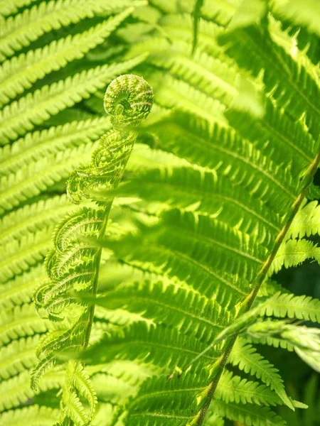 Nephrolepis Exaltata Sword Fern Species Fern Family Lomariopsidaceae Curly Green — Stock Photo, Image