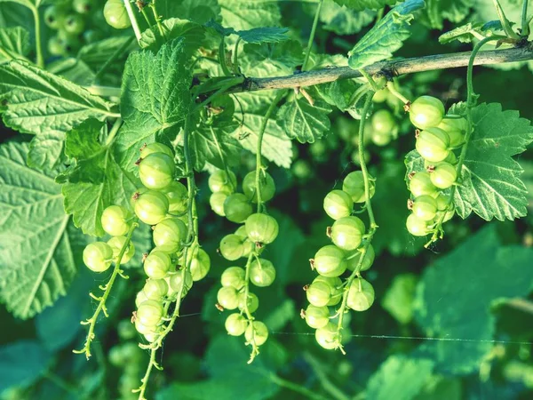 Immature Green Currant Berries Bush Young Berries Red Currant Ripe — Stock Photo, Image