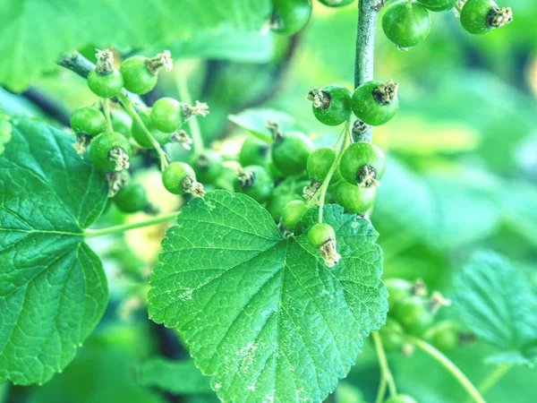 Riping Garnet Berries Bush Branch Garden Sour Green Red Currant — Stock Photo, Image