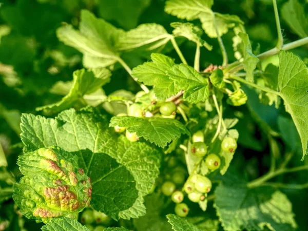 Unreife Grüne Trauben Von Roten Johannisbeeren Hängen Strauch Sonniger Sommertag — Stockfoto