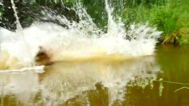 Yüzme köpek ahşap şube alınıyor. Suda yüzen genç Golden retriever köpek.