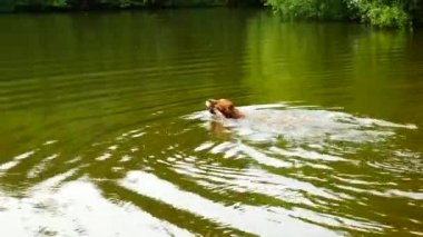 Altın geri almak - köpek gölde yüzüyor. Köpek şube ile oynuyor ve ağaçların altında soğuk suyun keyfini çıkarın.